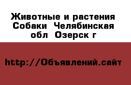 Животные и растения Собаки. Челябинская обл.,Озерск г.